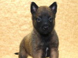 Des chiots Bergers Belges Malinois LOF à vendre