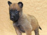 Des chiots Bergers Belges Malinois LOF à vendre