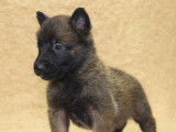 Des chiots Bergers Belges Malinois LOF à vendre
