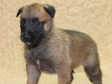 Des chiots Bergers Belges Malinois LOF à vendre