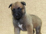 Des chiots Bergers Belges Malinois LOF à vendre