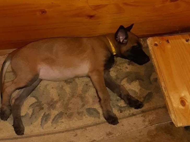 Chiots de race Berger Belge Malinois à vendre (1 femelle )