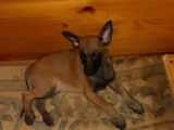 Chiots de race Berger Belge Malinois &agrave; vendre (1 femelle )