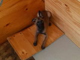 Chiots de race Berger Belge Malinois &agrave; vendre (1 femelle )
