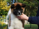 Chiot femelle Akita Américain LOF à vendre