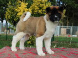 Chiot femelle Akita Américain LOF à vendre
