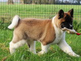 Chiot femelle Akita Américain LOF à vendre