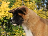 Chiot femelle Akita Américain LOF à vendre