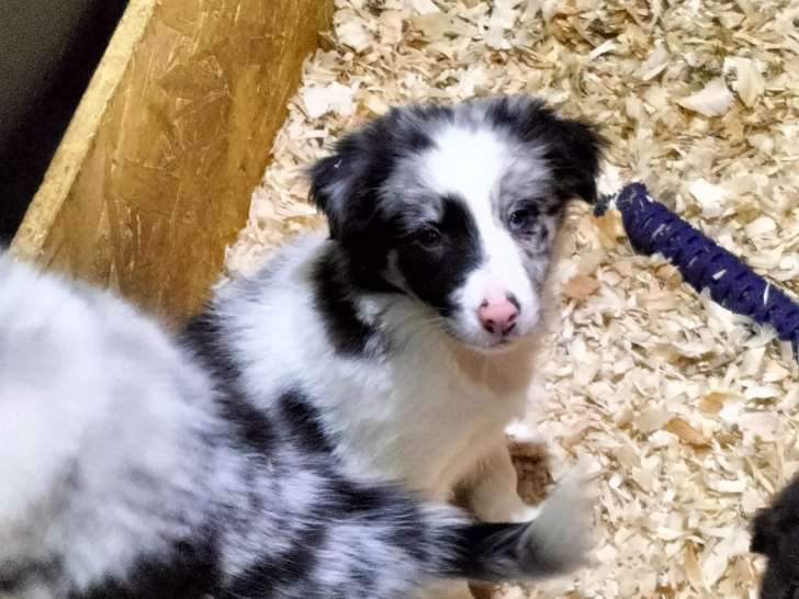 Femelle bleu merle yeux bruns avec particularite bleu