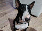 Mâle Bull Terrier Miniature LOF disponible pour saillie