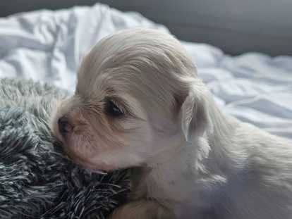 Chiots Bichon Maltais à vendre
