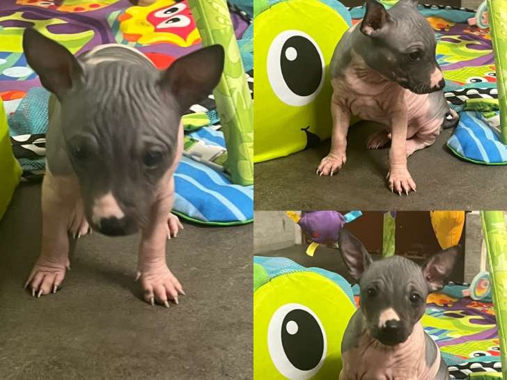 Chiots American Hairless Terrier à vendre