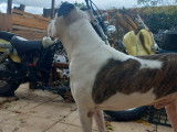 Chien TYPE Dogue Argentin &agrave; donner