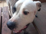 Chien TYPE Dogue Argentin &agrave; donner