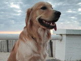 Beau mâle Golden Retriver disponible pour saillie