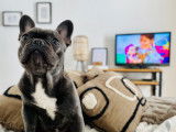 Deus, mâle Bouledogue Français disponible pour saillie