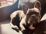 Deus, mâle Bouledogue Français disponible pour saillie