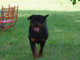 Mâle Rottweiler disponible pour saillie