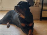Mâle Rottweiler disponible pour saillie