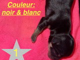 Chiot n*1 mâle né le 6/11/23 à 5h55 couleur noir/blanc