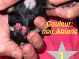 Chiot n*1 mâle né le 6/11/23 à 5h55 couleur noir/blanc