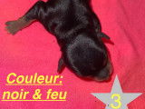 Chiot n*3 femelle née le 6/11/23 à 6h18 couleur noir/feu