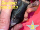 Chiot n*3 femelle née le 6/11/23 à 6h18 couleur noir/feu