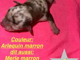 Chiot n*4 femelle née le 6/11/23 à 6h30 couleur arlequin marron dit aussi merle marron