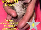 Chiot n*4 femelle née le 6/11/23 à 6h30 couleur arlequin marron dit aussi merle marron