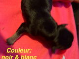 Chiot n*5 mâle né le 6/11/23 à 18h38 couleur noir/blanc