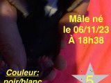 Chiot n*5 mâle né le 6/11/23 à 18h38 couleur noir/blanc