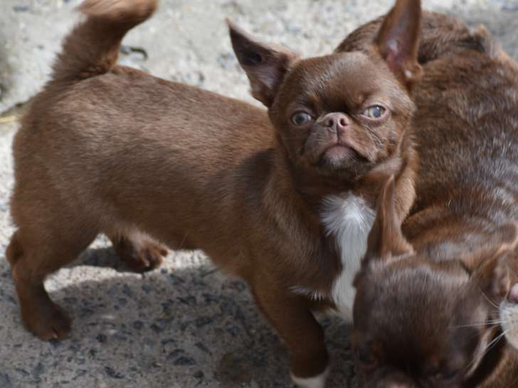 Magnifique mâle Chihuahua à poil court à vendre
