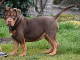 American Bully xl abkc femelle