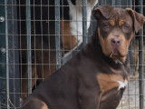 American Bully xl abkc femelle