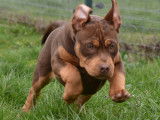 American Bully xl abkc femelle