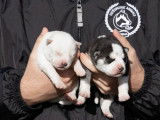 À réserver : 6 chiots Huskies de Sibérie LOF, de novembre 2023