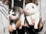 À réserver : 6 chiots Huskies de Sibérie LOF, de novembre 2023