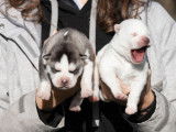À réserver : 6 chiots Huskies de Sibérie LOF, de novembre 2023