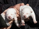 À réserver : 6 chiots Huskies de Sibérie LOF, de novembre 2023
