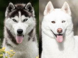 À réserver : 6 chiots Huskies de Sibérie LOF, de novembre 2023