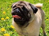 Un chien Carlin LOF, de décembre 2020, disponible pour saillie