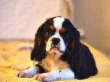Chiot mâle Cavalier King Charles tricolore LOF à vendre