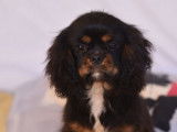 Chiot mâle Cavalier King Charles tricolore LOF à vendre
