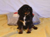 Deux chiots Cavaliers King Charles LOF disponibles à la vente