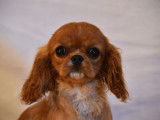 Deux chiots Cavaliers King Charles LOF disponibles à la vente