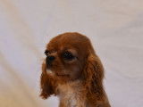 Deux chiots Cavaliers King Charles LOF disponibles à la vente