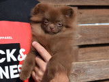 Chiot femelle Spitz Nain chocolat disponible à l'achat