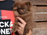 Chiot femelle Spitz Nain chocolat disponible à l'achat