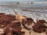 Prince, mâle Golden Retriever disponible pour saillie