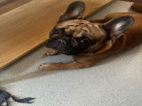 Mâle Bouledogue Français LOF disponible pour saillie